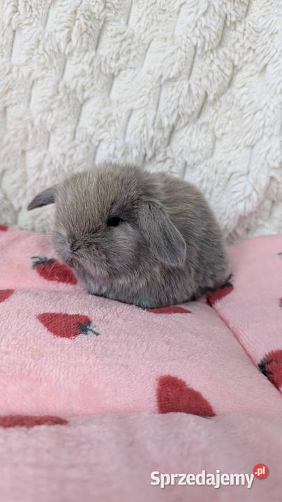 Mini lop królik miniaturka mały karzełek baranek sprzedam