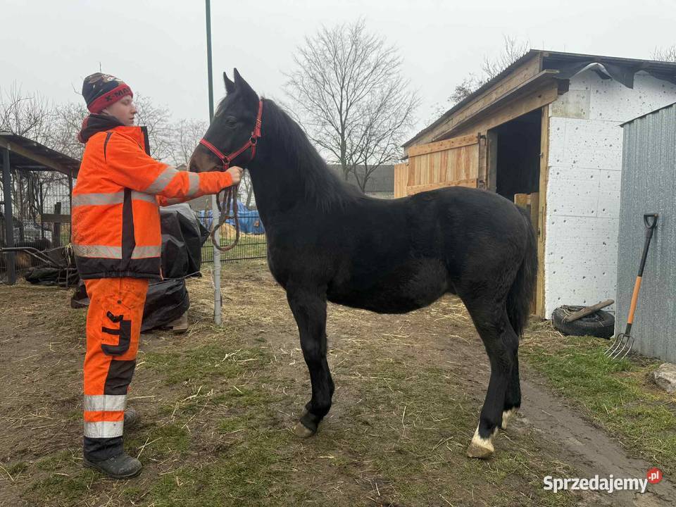 Sprzedam ogierka ślaskiego 10 miesięcy Konie kujawsko-pomorskie Topólka