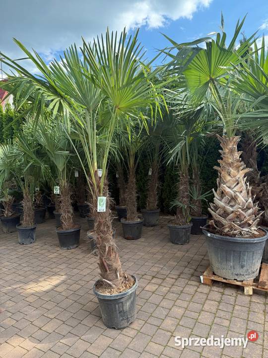 Palma Mrozoodporna Trachycarpus Fortunei Dudki