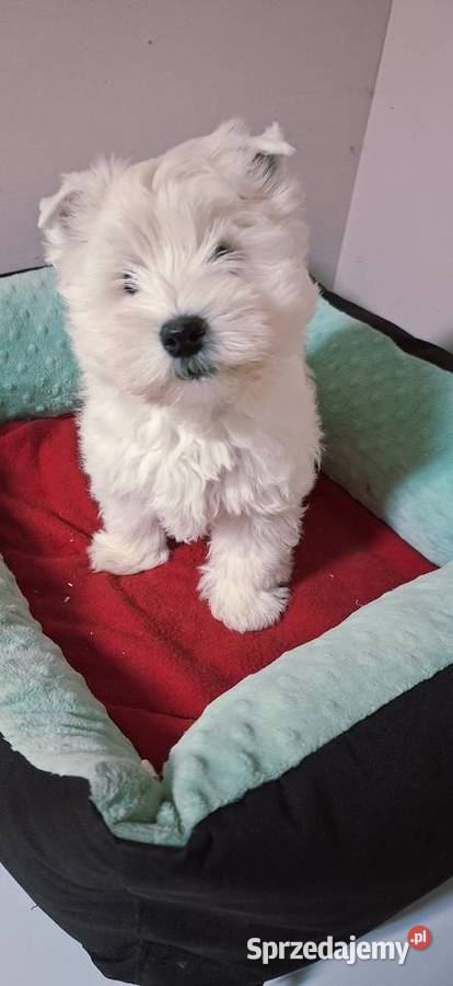 West Higchland White Terrier mazowieckie Przysucha