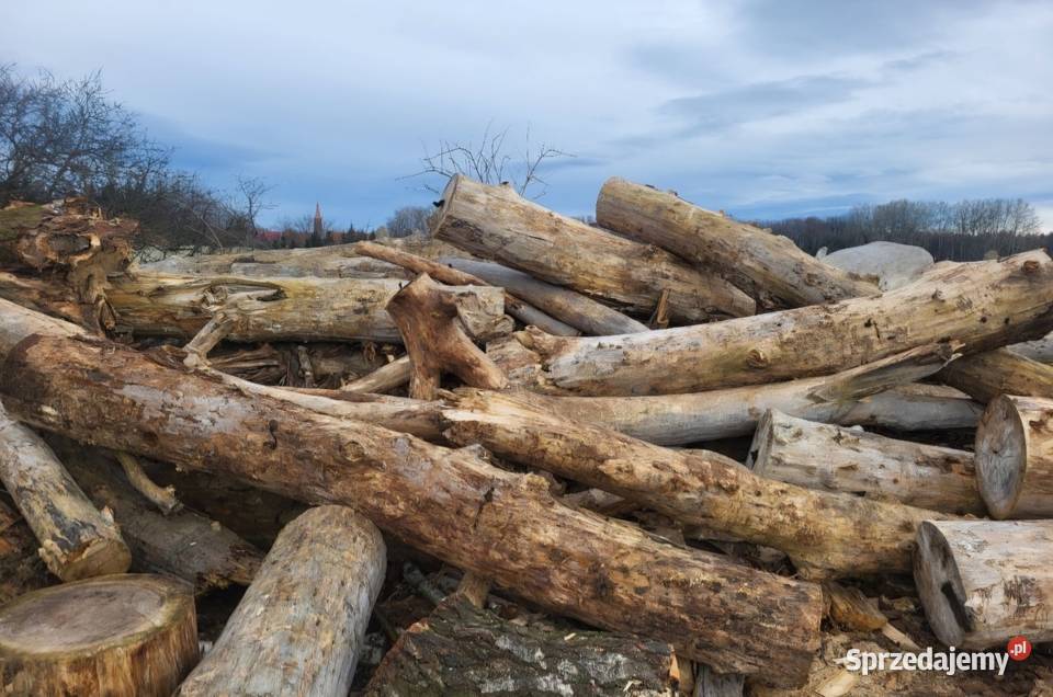 Drzewo opałowe Topola dolnośląskie Jawor