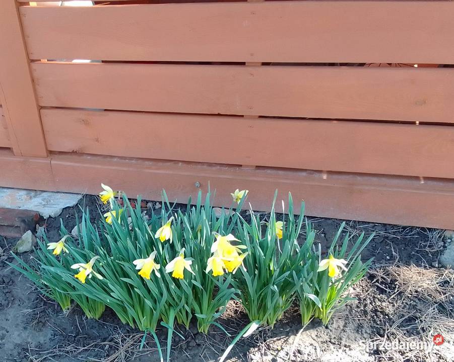 Cebulki żonkila stara odmiana Garbów