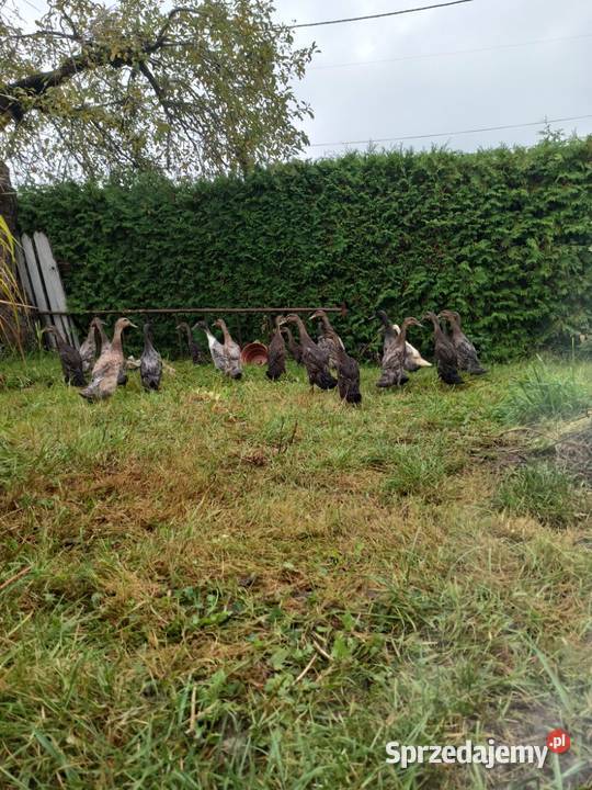 Kaczki biegusy indyjskie młode Ptaki Jasło sprzedam