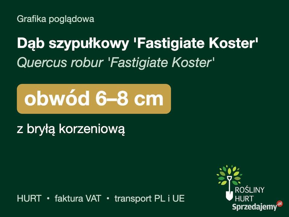 Dąb szypułkowy Fastigiate Koster obwód 68 z
