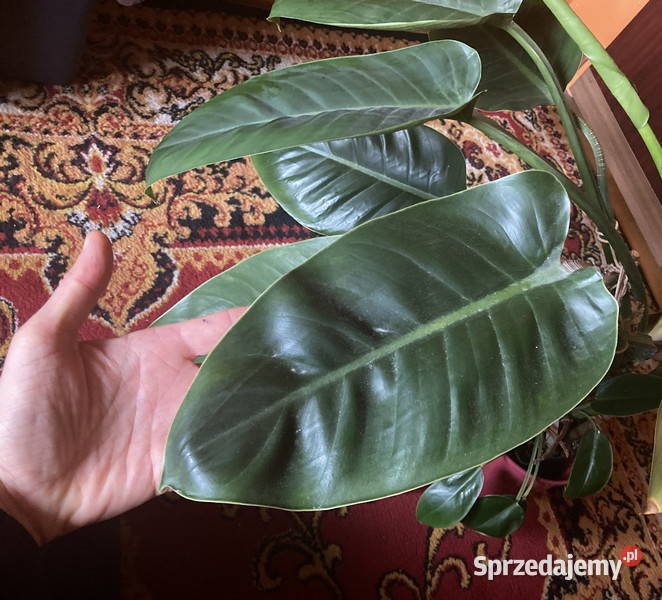 Piękny Philodendron Filodendron Congo Apple duży Kraków