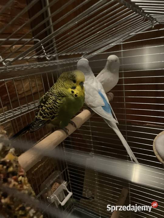 Papugi nimfy i faliste Dargiń