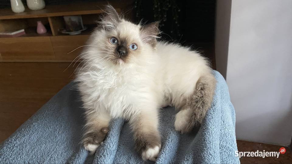 Kotki ragdoll gotowe do wydania FPL Katowice