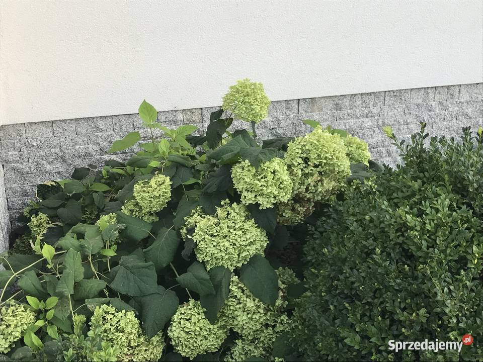 KAMIEŃ ELEWACYJNY NAJLEPSZA PRODUCENT Jelenia Góra