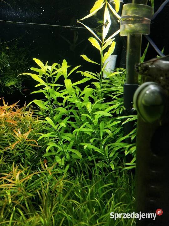 Nadwódka wielonasienna Końskie