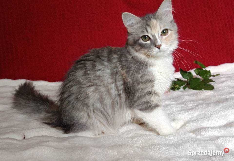 Koty Syberyjskie MAGIA ZKolakowegoDomu wielkopolskie Kwilcz