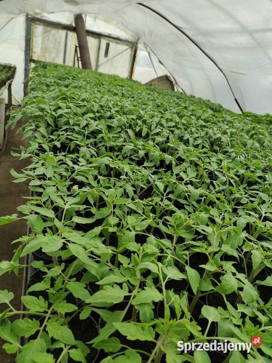 Rozsada Pomidory Ogórki Glew