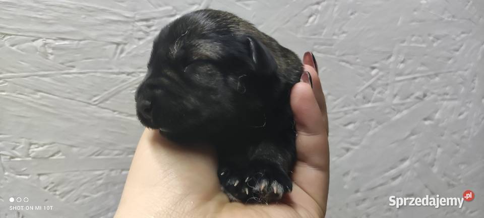 suczka sznaucer miniaturowy Sznaucer Białystok