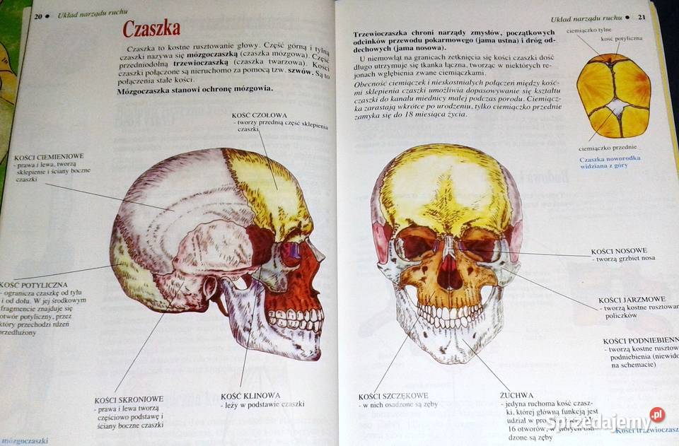 Biologia 7 Wiesława Gołda Jadwiga Wardas Chełm