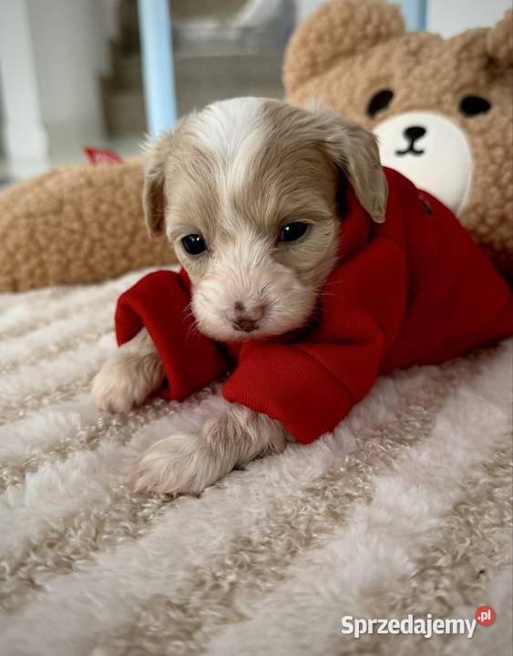 Maltipoo piękne dziewczynki Wadowice sprzedam