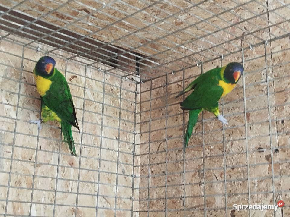 Lorysa Timorska Siedlce sprzedam