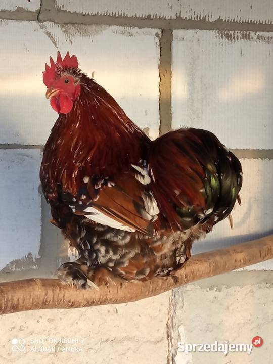 Kochin miniaturka porcelanowy para Ptaki Zamość