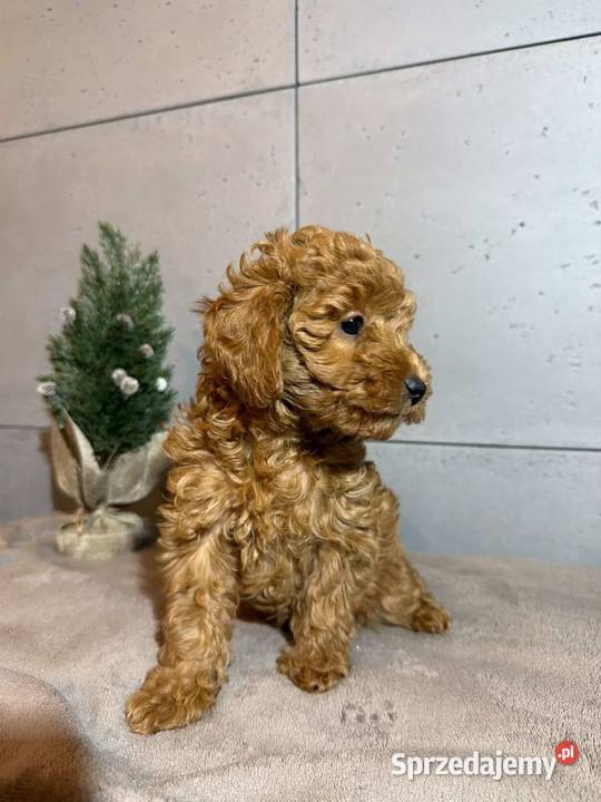 Uroczy Piesek Pudel Toy Boreczek