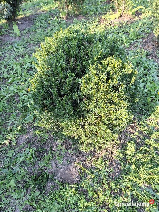 Cis Formowany StożekKula Bonsai Iglaste Mszczonów sprzedam