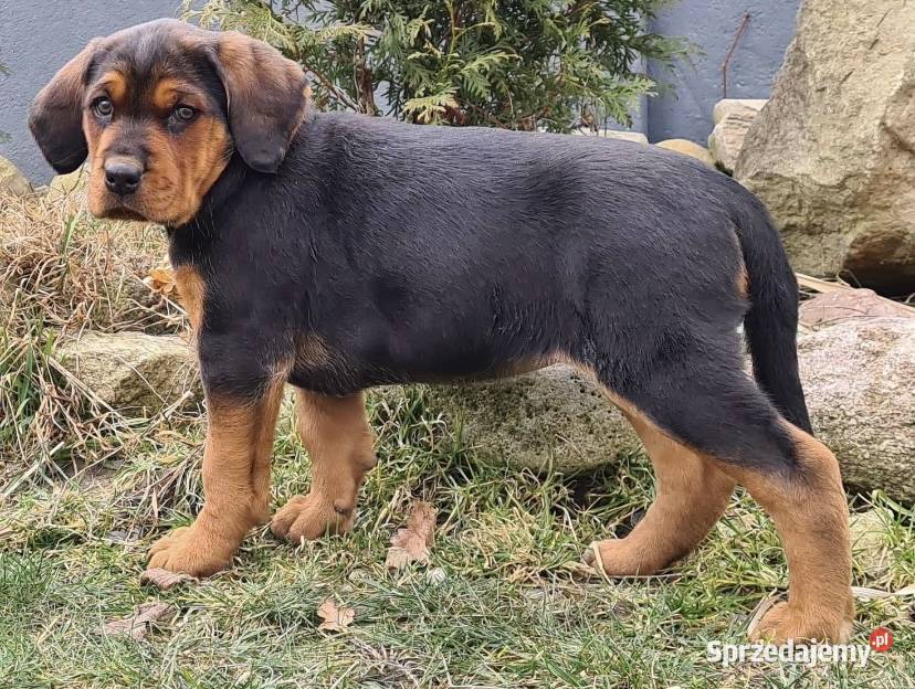 Ogar polski szczeniaki CHAMPIONIE POLSKI