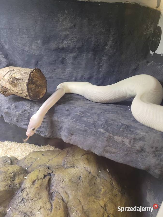 Samica super mojave Starachowice