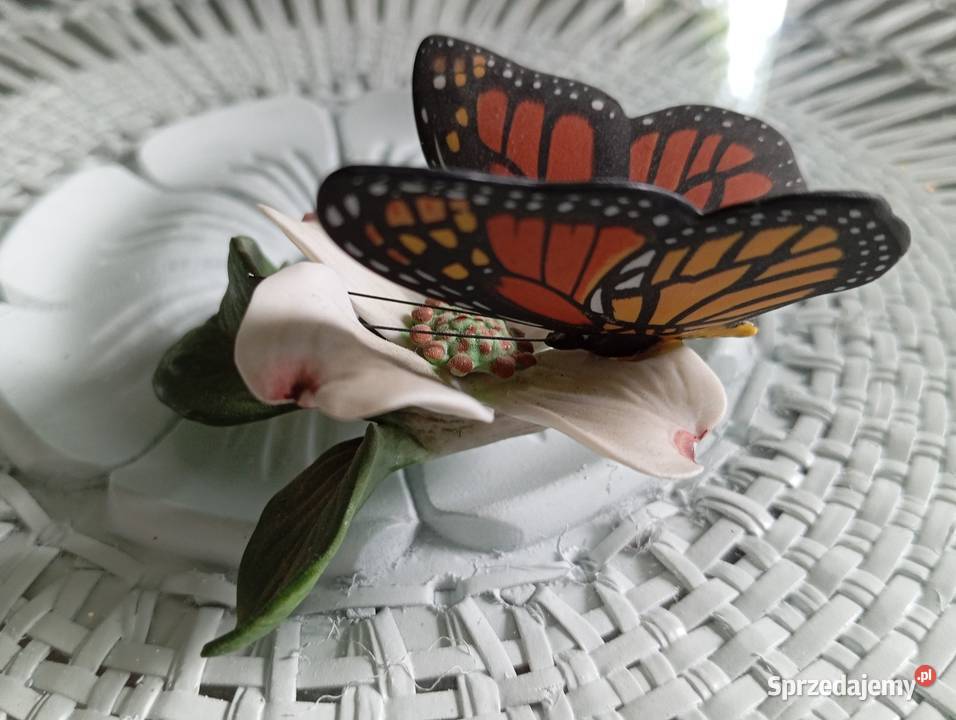 Porcelanowy motyl Franklin Zielona Góra
