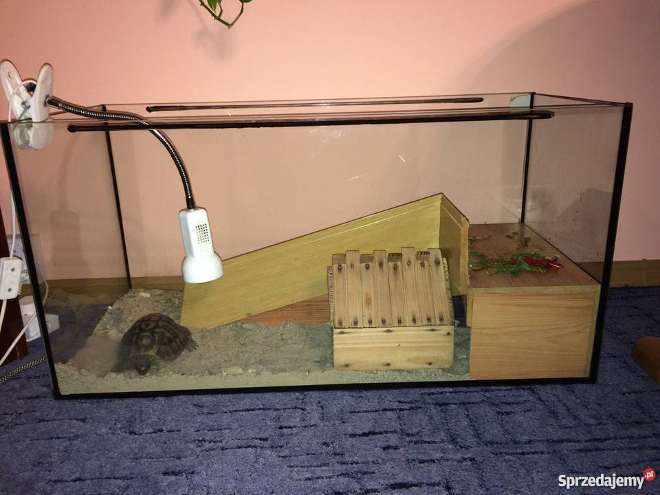 Sprzedam żółwia greckiego lądowego Chrzanów