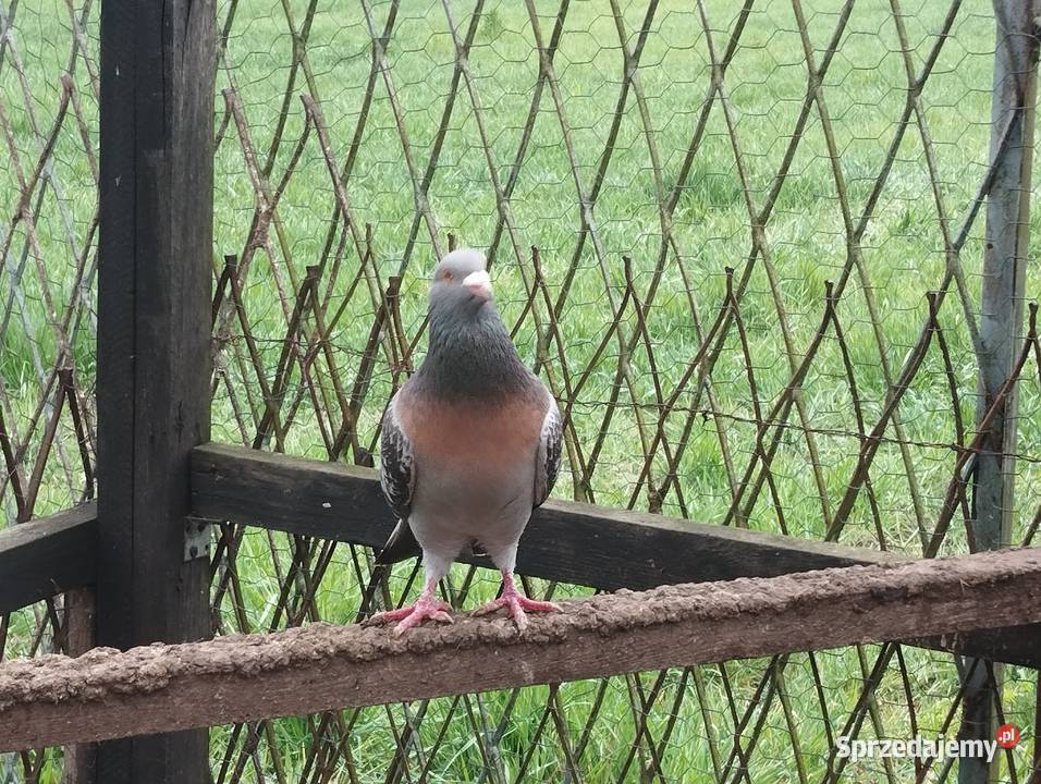 SKOWRONKI KOBURSKIE para dolnośląskie Głogów