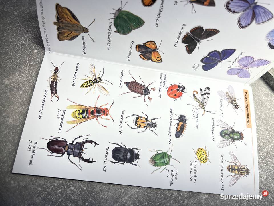 Vlinders Andere Insecten in Nederland Nationale podkarpackie Jasło sprzedam