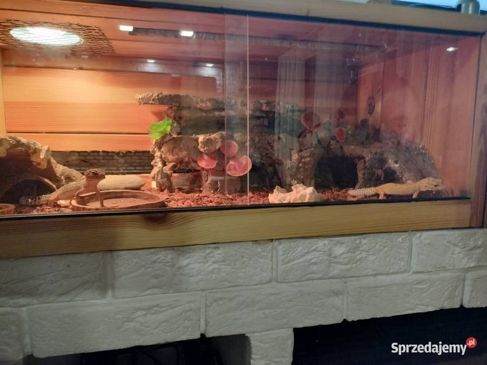 Sprzedam dwa gekony lamparcie Rybnik