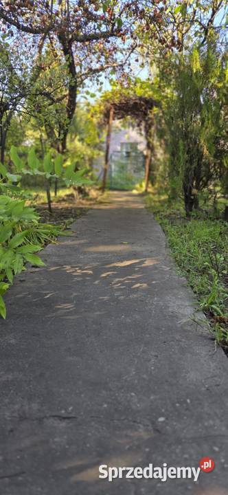 Sprzedam działkę rod Sosnowiec sprzedam