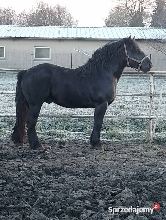 Ogier zimnokrwisty typ sztumski z licencją wielkopolskie