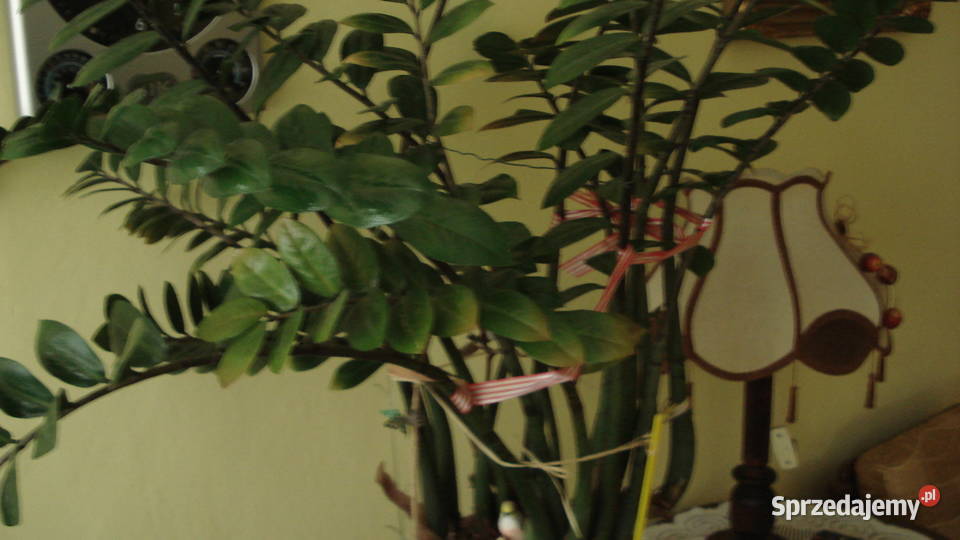 Zamiokulkas roślina doniczkowa sprzedam Pozostałe Łódź