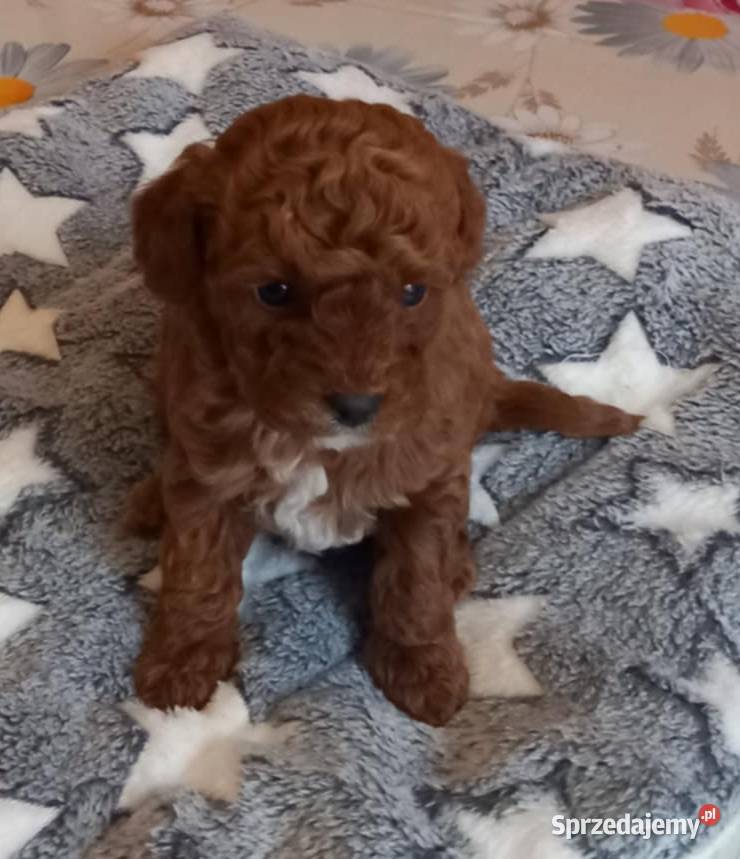 Pudel miniaturowy toy podkarpackie