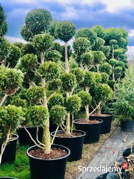 Bonsai 79 11 kul Wys 200 do 250 1450 Anieliny sprzedam