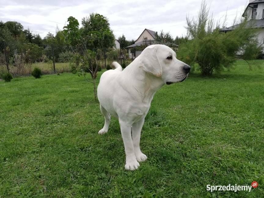 Labrador retriever pochodzenie fci Strużki sprzedam