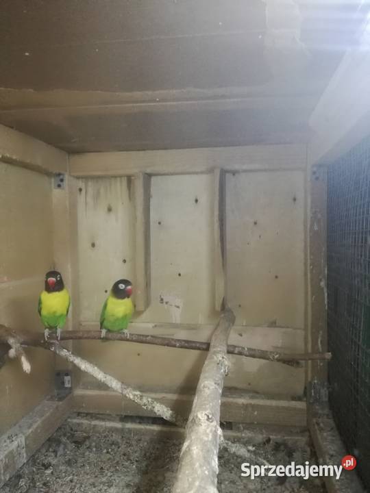 Papugi nierozłączki Pozostałe Kraków sprzedam