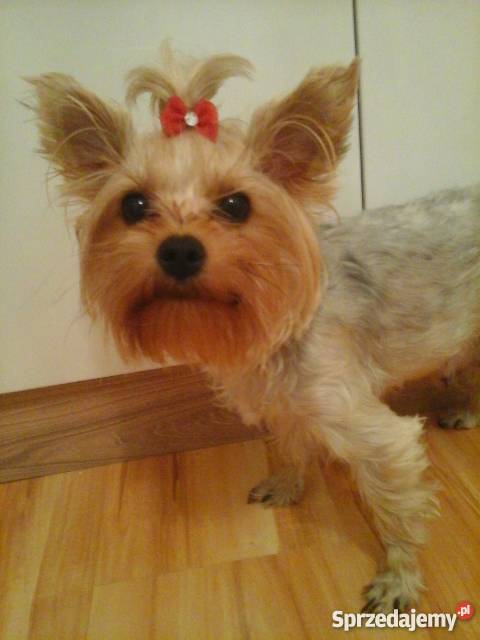 Yorkshire terrier 7 tygodni Konin