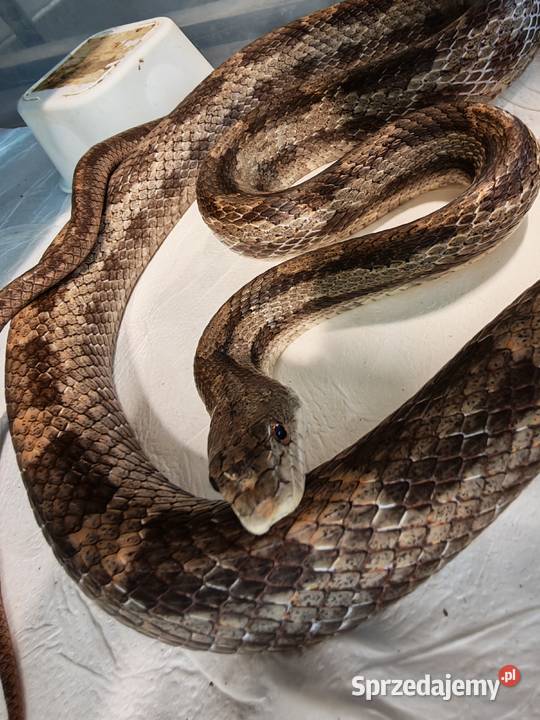Rat Snake promocja do końca czerwca Oława sprzedam