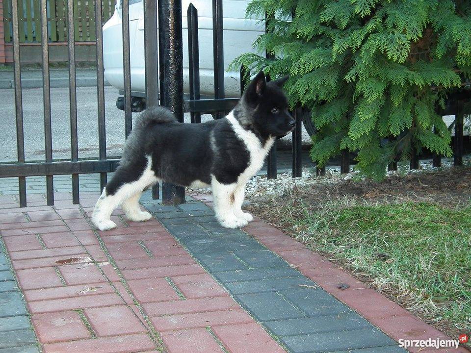 akita amerykańska Psy Płońsk