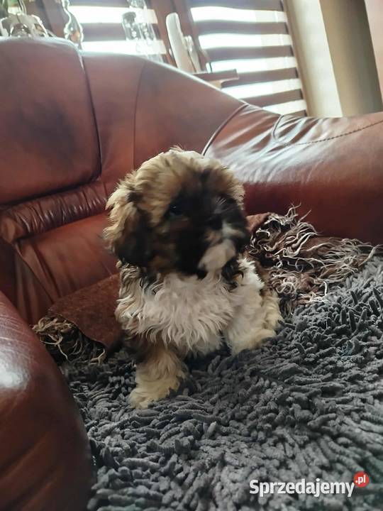 Shih Tzu świętokrzyskie Pacanów sprzedam