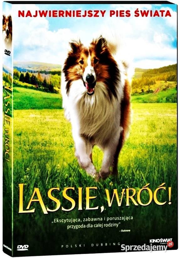 LASSIE WRÓĆ Kalisz sprzedam
