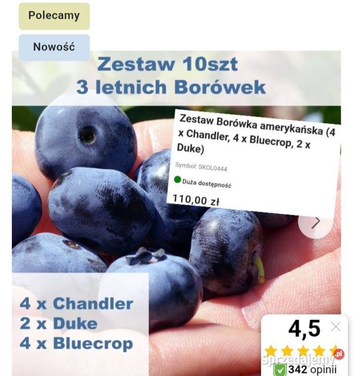 Borówki amerykańskie wczesnych do późnych Węgierska Górka