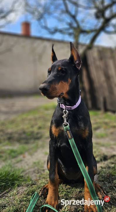 Szczeniak Doberman śliczny Chempionach Doberman łódzkie Stryków