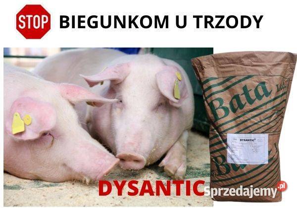 Dysanticpomoc w zwalczaniu BIEGUNEKDYZENTERII u Maszewice sprzedam