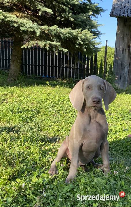 Wyżeł weimarski FCI suczka Gołcza sprzedam