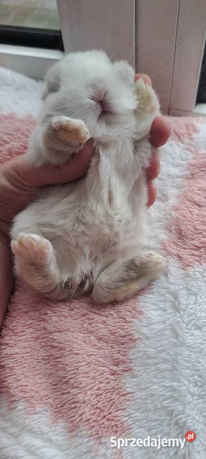 Króliczki mini lop