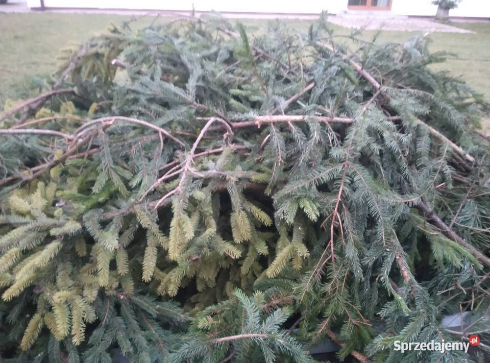 Gałęzie świerkowe i sosnowe na zrębki warmińsko-mazurskie Barczewo sprzedam