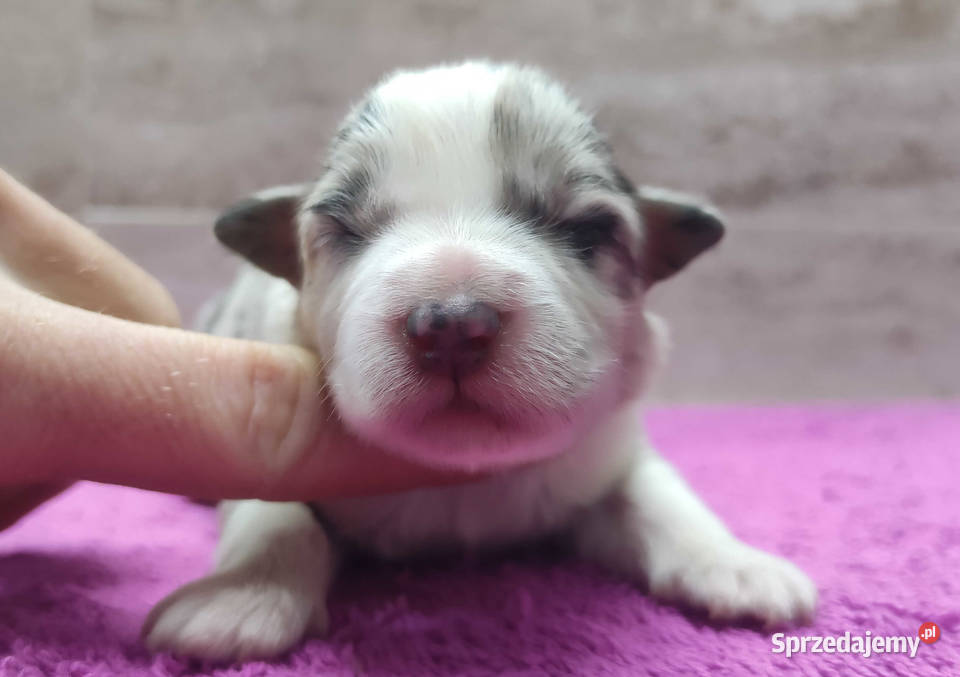 Szczenię BORDER COLLIE z Hodowli Rasowy pies z