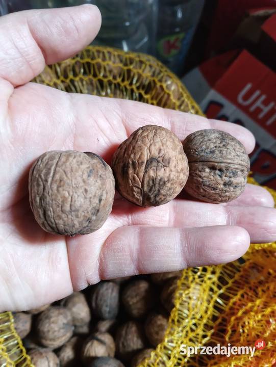 Orzechy włoskie Łowicz