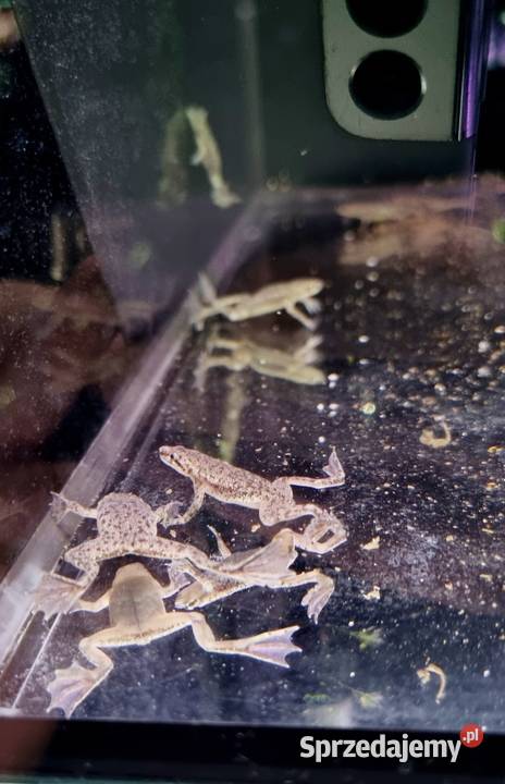 Karlik szponiasty Żaby akwariowe